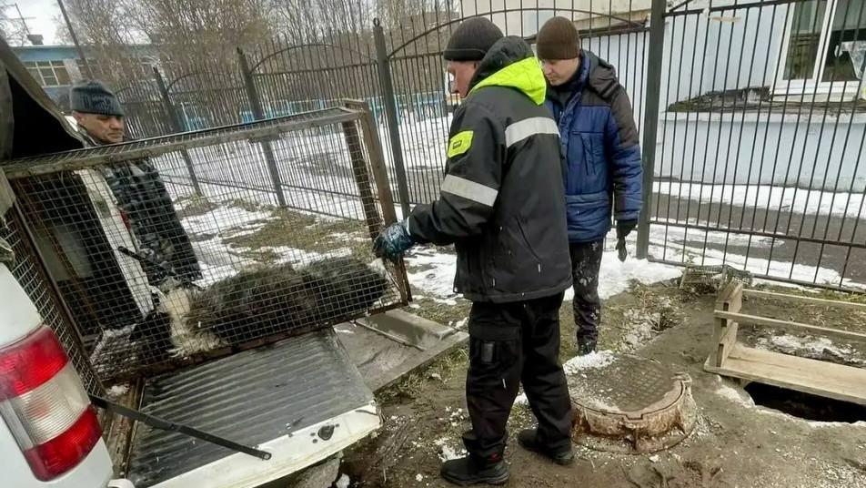 Упавшую в канализацию собаку вытащили и доставили к ветеринарам в Мурманске